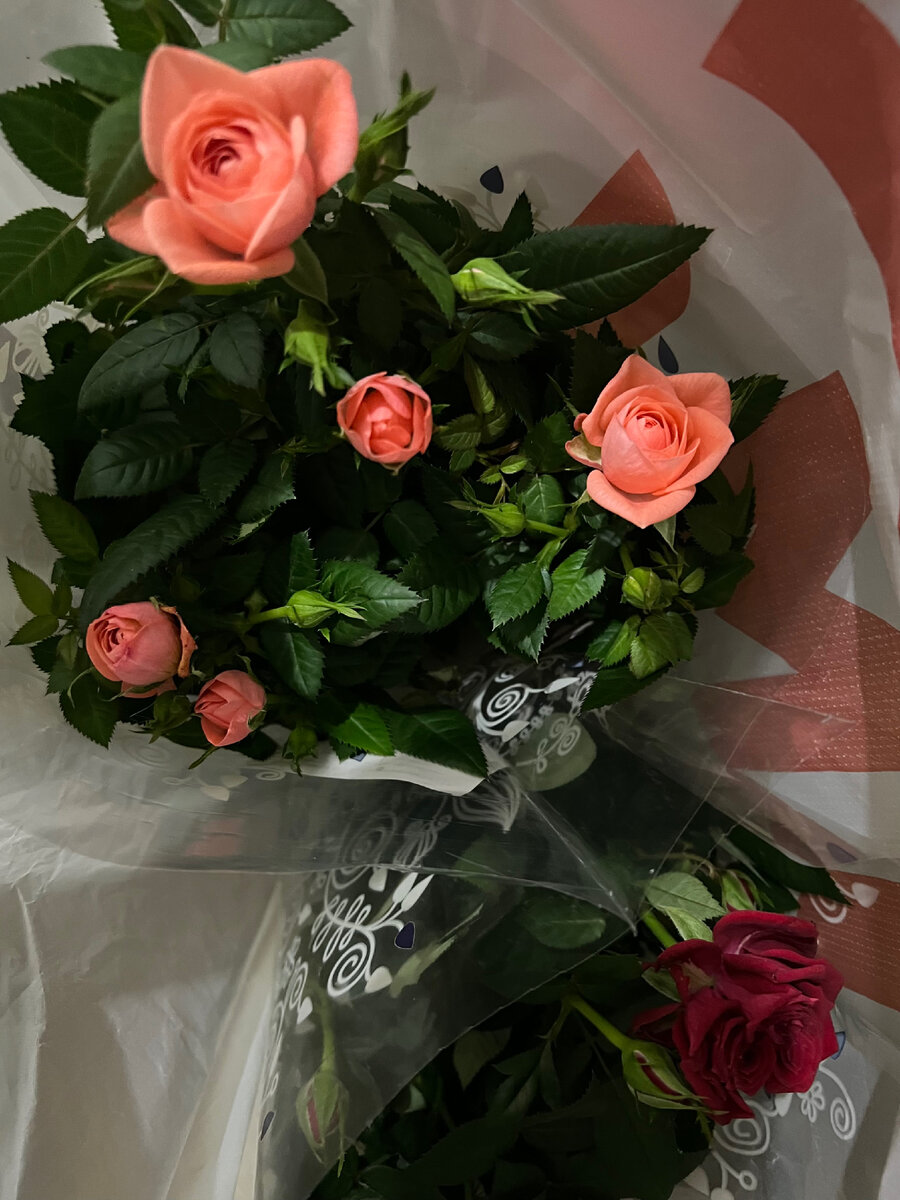 Розы Кордана в упаковке.
