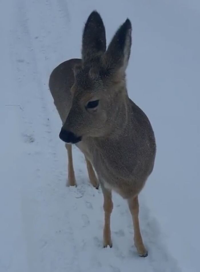 Косуля подошла к человеку и позволила себя гладить. Фото: t.me/monprirodi