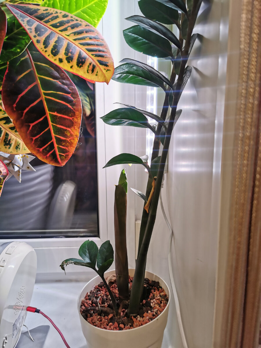 комнатные цветы стрела с цветами. амариллис красный. комнатные цветы стрела с цветами. комнатный цветок луковичный выпускает стрелу. цветок на длинной ножке комнатный.