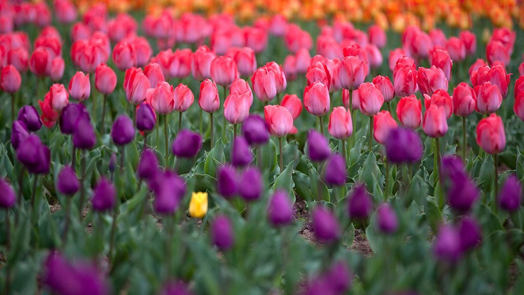 растения которые изменили мир. мухоловка растение курит. кувшинка виктория-регия. растения которые изменили мир. самые мистические растения.