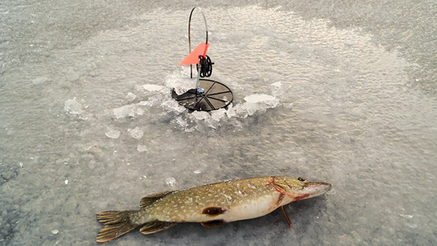 скумбрия сырая. рыба с высоким содержанием ртути. стейк из семги. размер вылавливаемой рыбы. разрешается рыба.