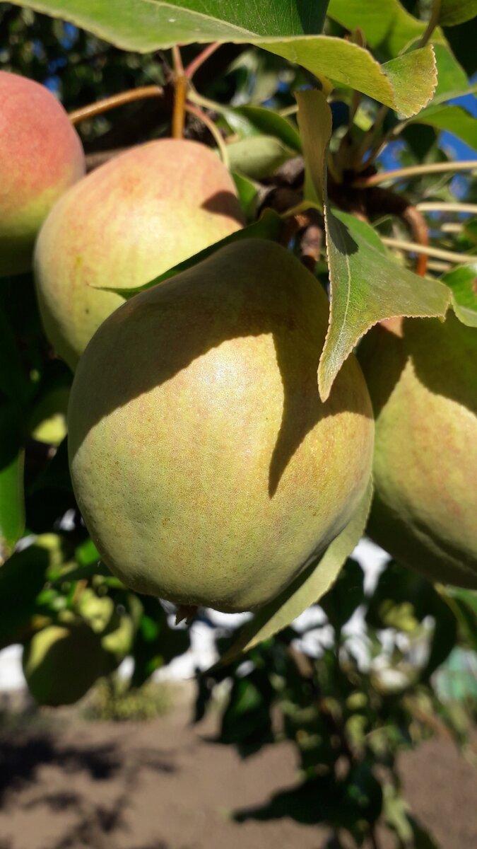 Сорт груши платоновская. Груша шейх нарт. Груша армут. Сорт груши бере. Старинный сорт груш.