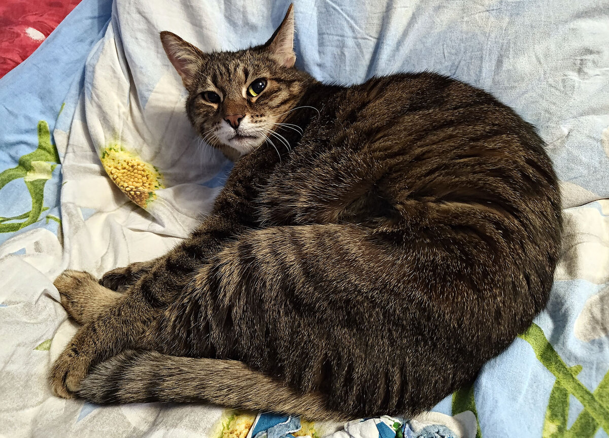 Барсик болеет. Фото автора.