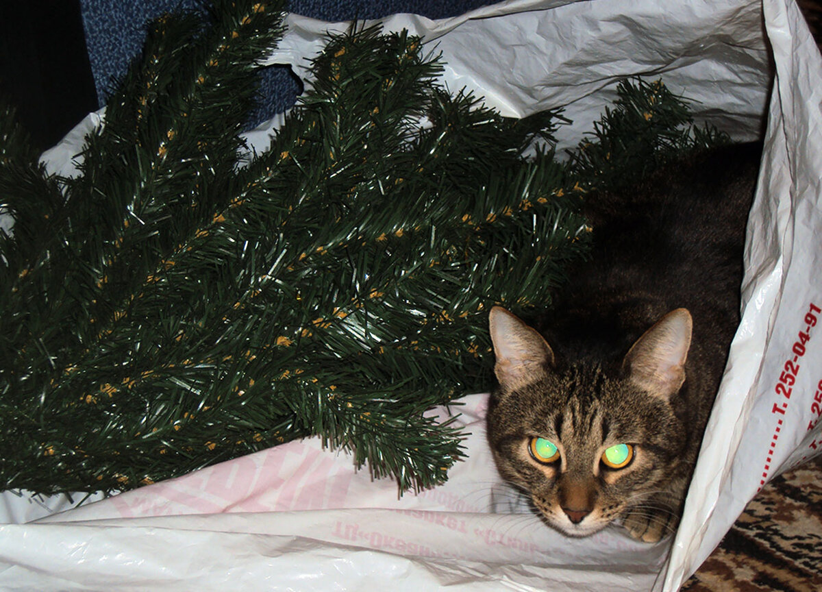 "Скоро елка, Новый год..." Барсик маленький. Фото автора.