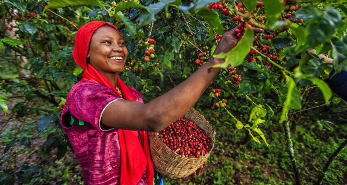 Сборщица кофе на кофейной плантации в Эфиопии. Фото с просторов интернета