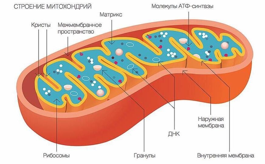 вот так выглядят митохондрии в разрезе, видите там колечки? Это ДНК. Картинка из сети интернет