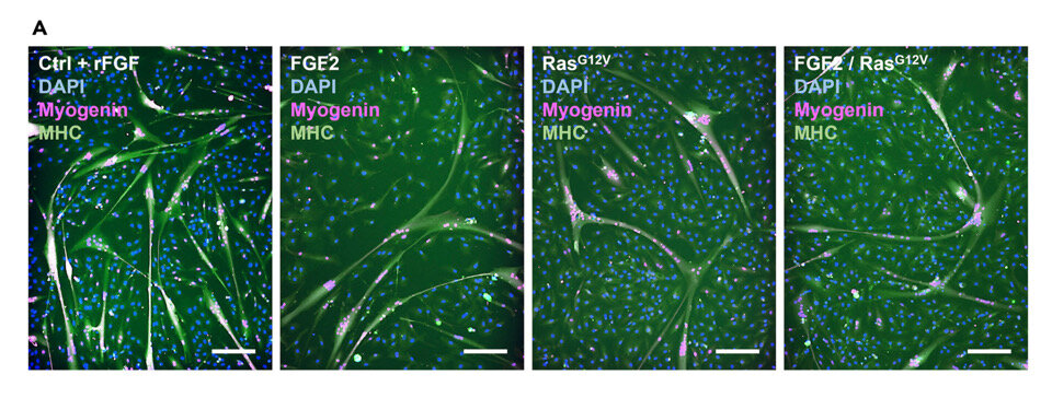   Andrew J. Stout et al. / Cell Reports Sustainability, 2024