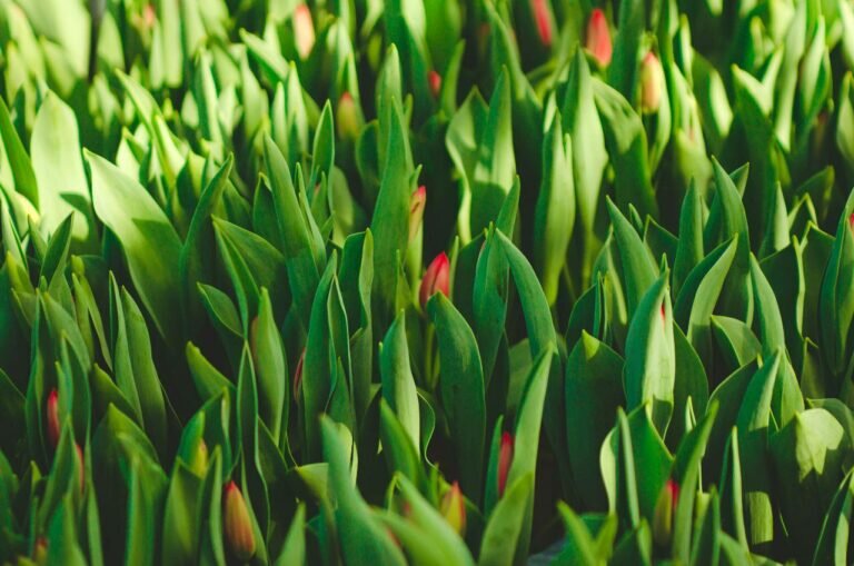    В тепличном хозяйстве Оренбуржья внедрили технологии бережливого производства Кристина Просвиркина