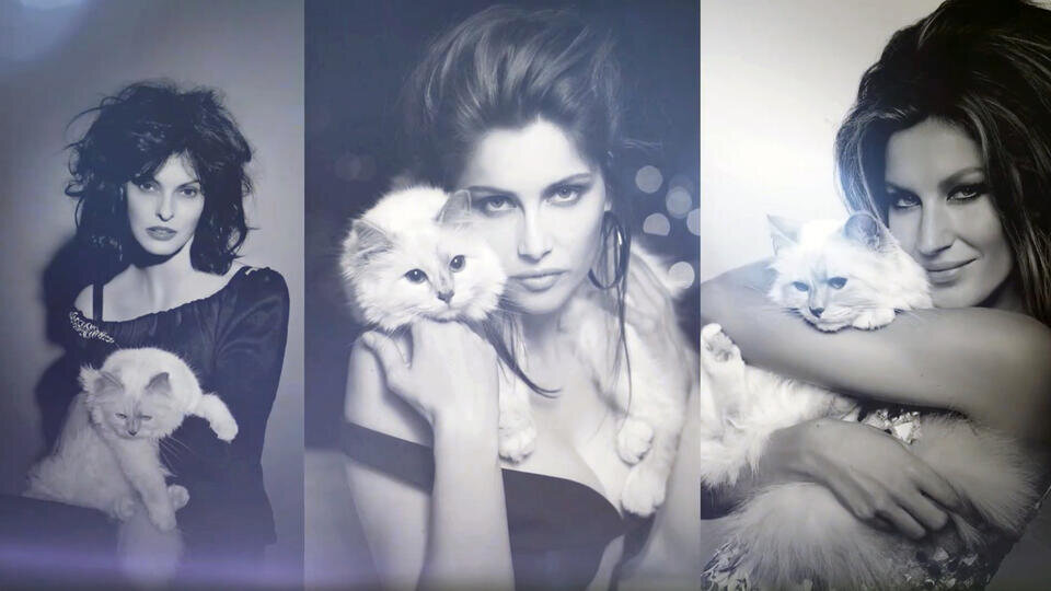 человек который не любит кошек. причины завести котика. кошка спит с хозяином. коты и хозяева. зачем людям коты.