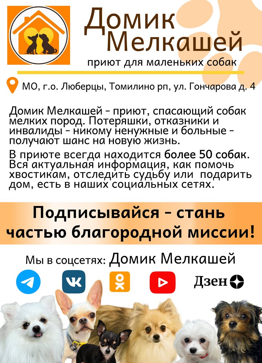 Домик мелкашей где находится приют для собак. Домик мелкашей где находится приют для собак. Домик мелкашей где находится приют для собак. Приют мелкашей в москве. Новокузнецк приют мелкашей.