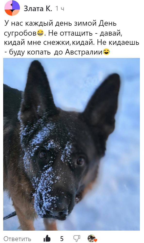 Сочинить про собаку. Сочинение про собаку. Описание собаки сочинение. Сочинить про собаку. Рассказ про домашнего питомца собаку.