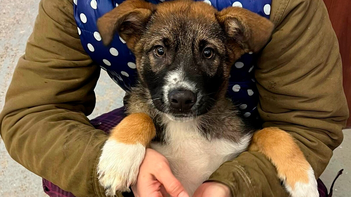 Ричи ))) У "мамы" на ручках ))) | все фотографии в тексте - автора