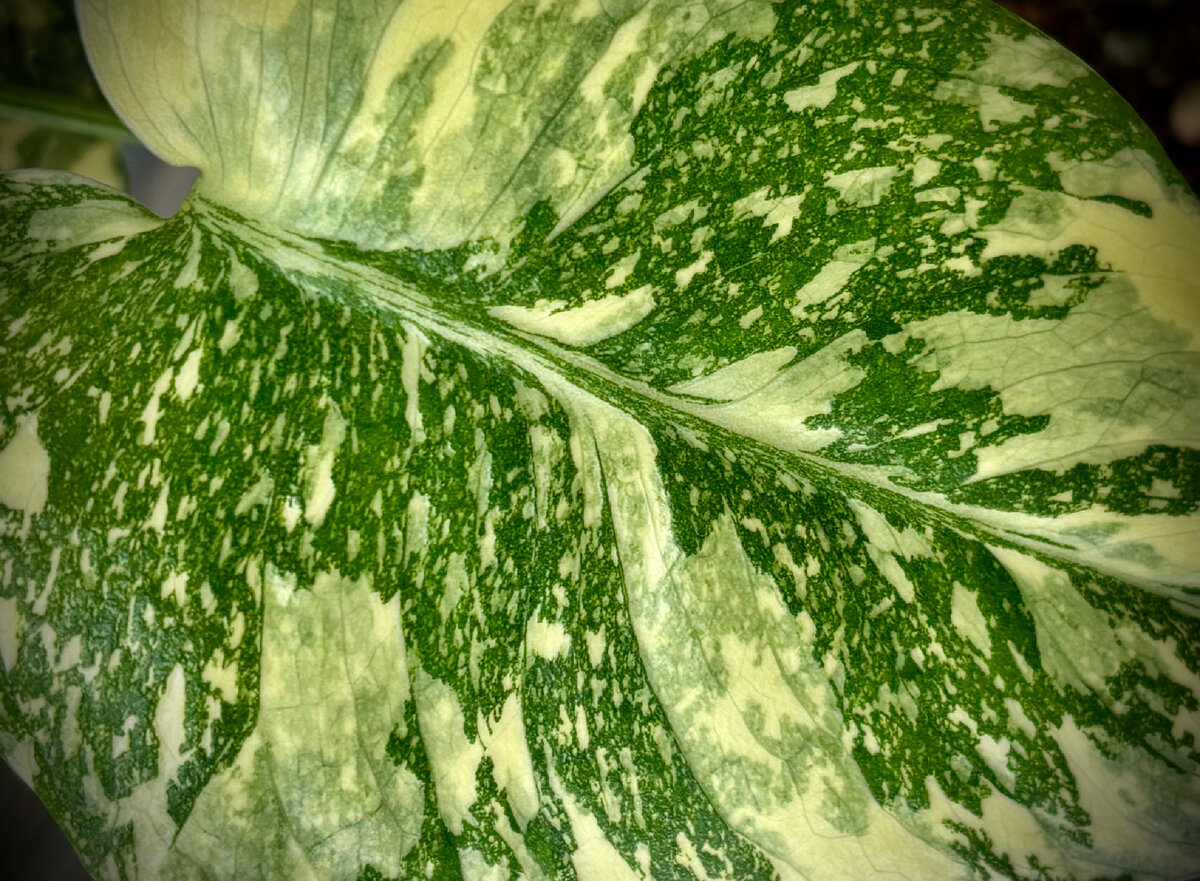 Монстера Тайское созвездие крем-брюле