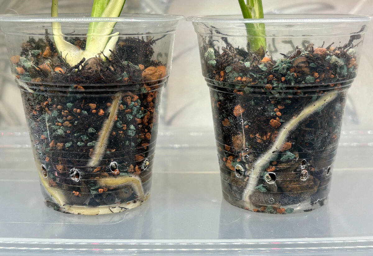 Здоровые корни монстер