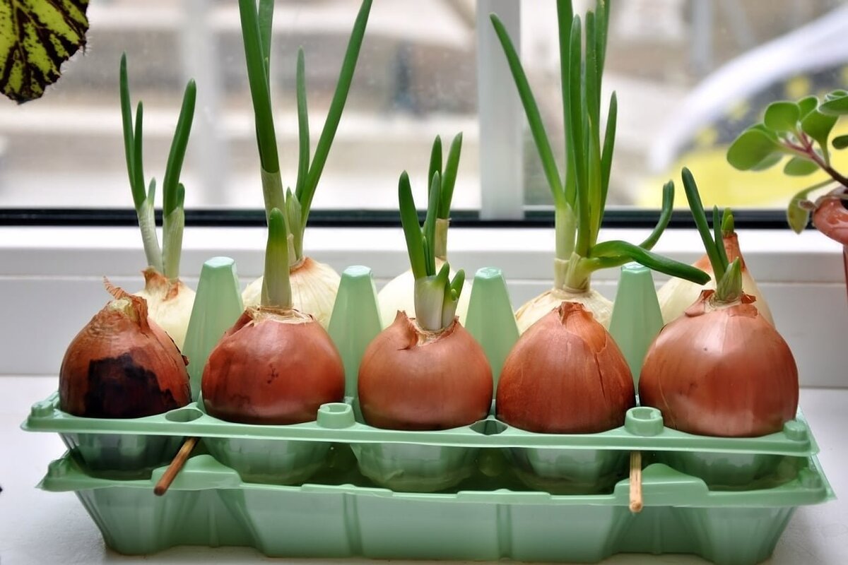 Фото из сети Интернет