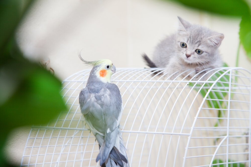 Четыре попугая котенок. Кошка и попугай. Котята с попугайчиками. Котенок с попугаем. Котик и попугайчик.