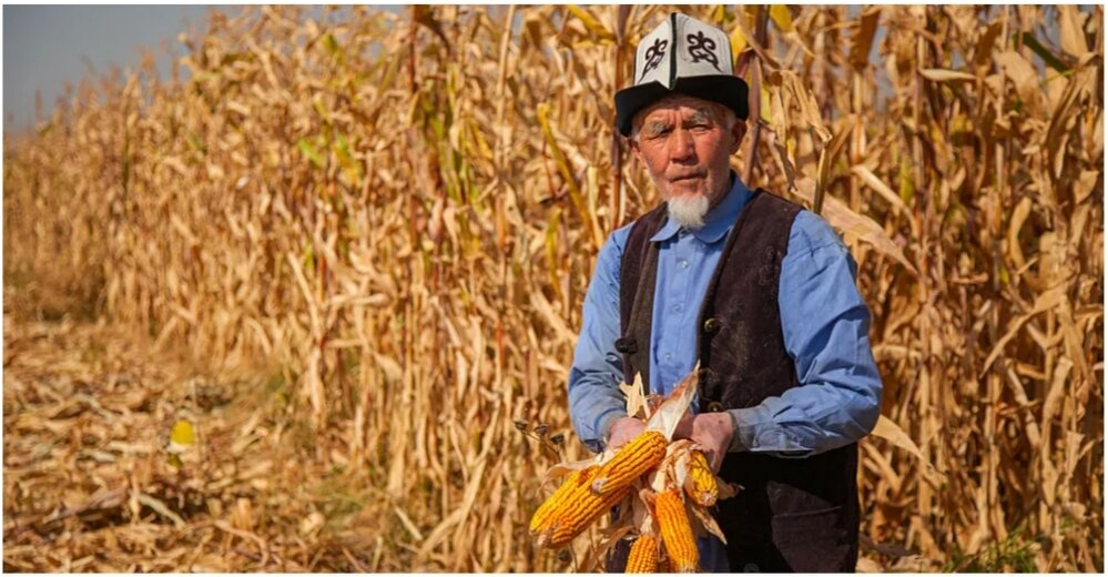 С февраля 2024 года фермерам Кыргызстана начнут выдавать льготные кредиты в рамках проекта «Финансирование сельского хозяйства-12». Об этом сообщили в пресс-службе Минсельхоза.В реализации проекта участвуют два государственных банка: ОАО «Айыл банк» и ОАО «РСК банк». Общий объем кредитования составил 7 млрд сомов.В рамках проекта предусмотрены кредиты по двум направлениям. Так, к категории «животноводство» относятся:разведение крупного рогатого скота;разведение овец, коз, лошадей, кроликов;разведение птиц (кур, уток, гусей, страусов, перепелов и других сельхозптиц).К категории же «растениеводство» относятся следующие виды деятельности:выращивание зерновых;выращивание бобовых;выращивание технических культур;выращивание овощей, садовых растений;выращивание плодовых культур;выращивание хлопчатника;выращивание фруктов и овощей в питомнике;выращивание кормовых культур;применение водосберегающих технологий орошения (капельное, дождевальное);ведение тепличного хозяйства.