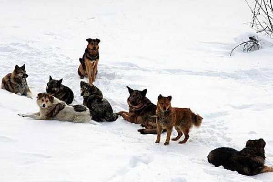 Изображение с сайта Ади19.ру