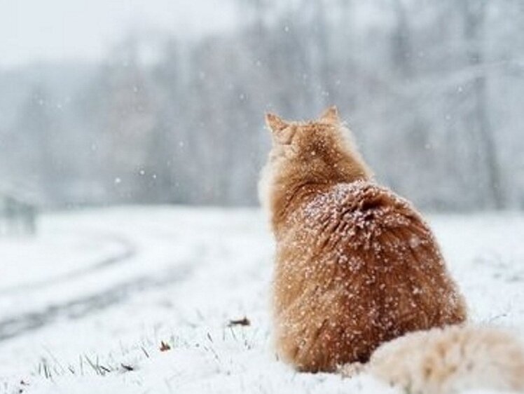     Фото: pinterest.it