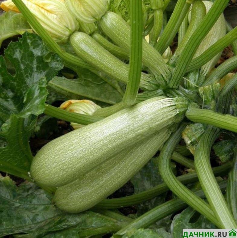 Кустовые кабачки фото. Кабачок кустовой лучшие сорта. Кабачок цуккини кустовой. Кабачок кустовой лучшие сорта. Цуккини кустовой.