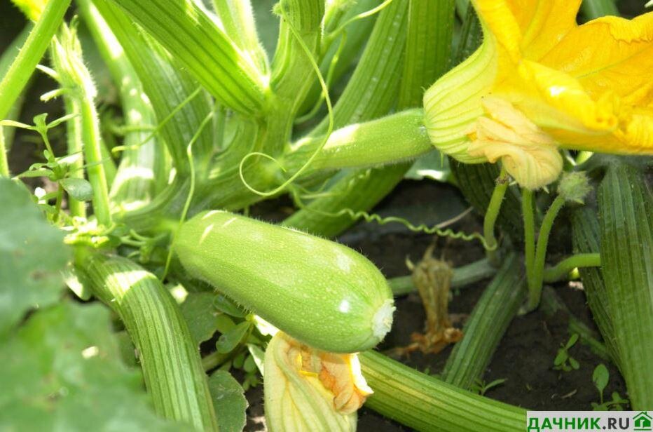 Кабачок Кустовой: секреты успешного ухода