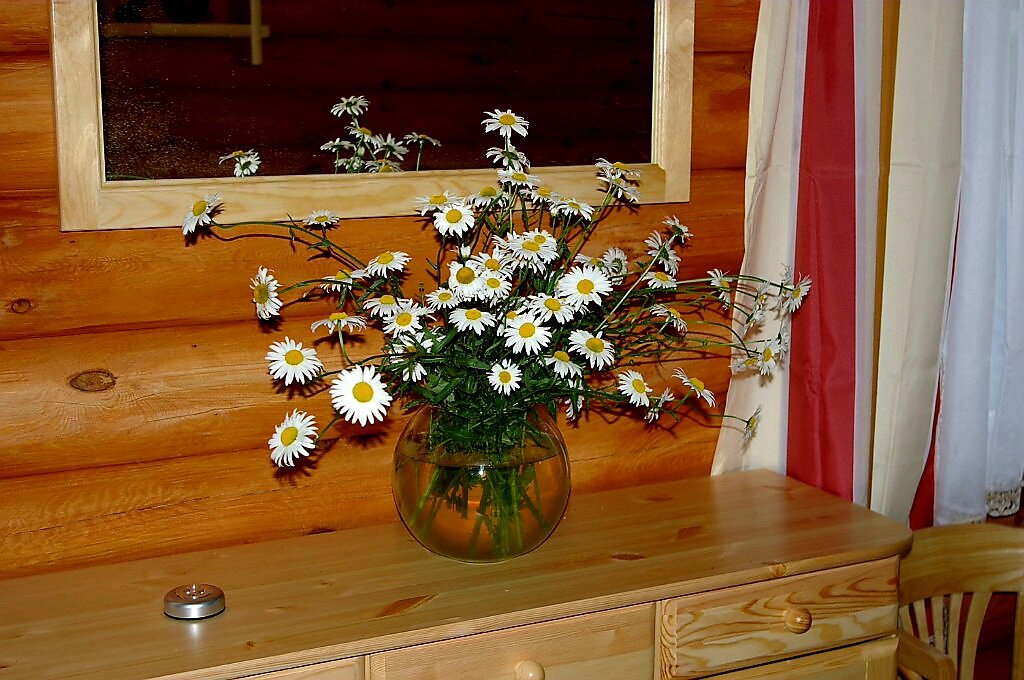 Лето. Ромашки самые обычные. Растут у меня много где на участке. Рука не поднимается их выпалывать.