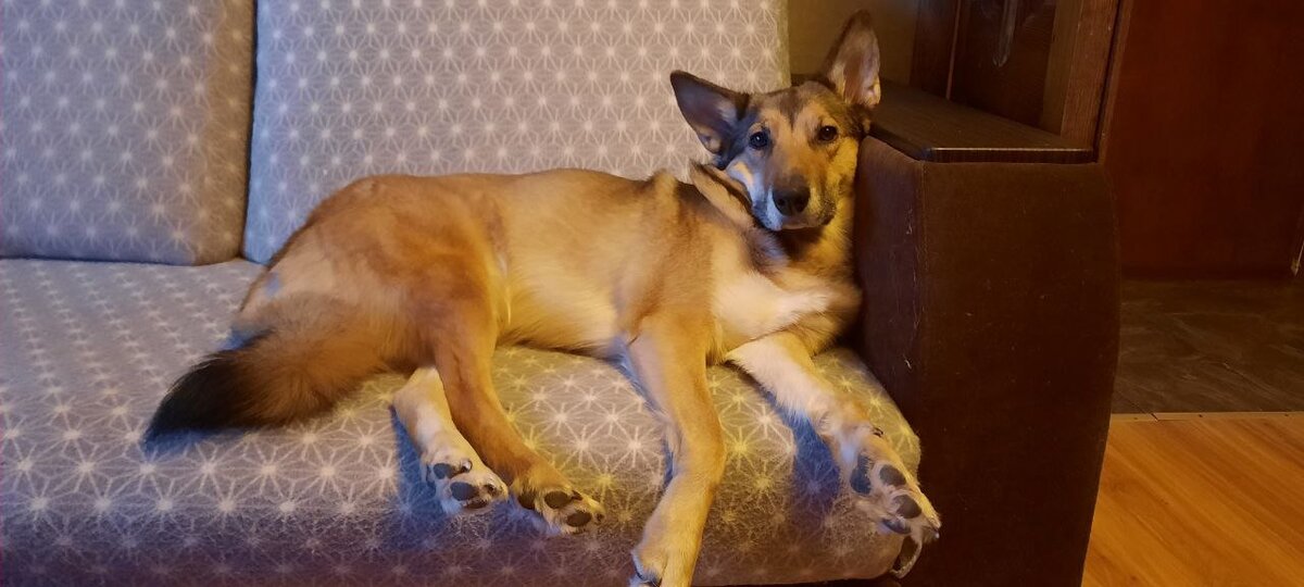 собака свою хозяйку. хозяйка с кобелем. собака с хозяйкой. собака свою хозяйку. собачья ревность.