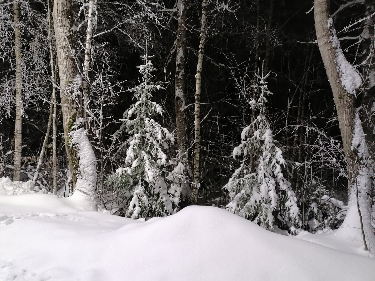 Фото автора. Две ели-подруги. 