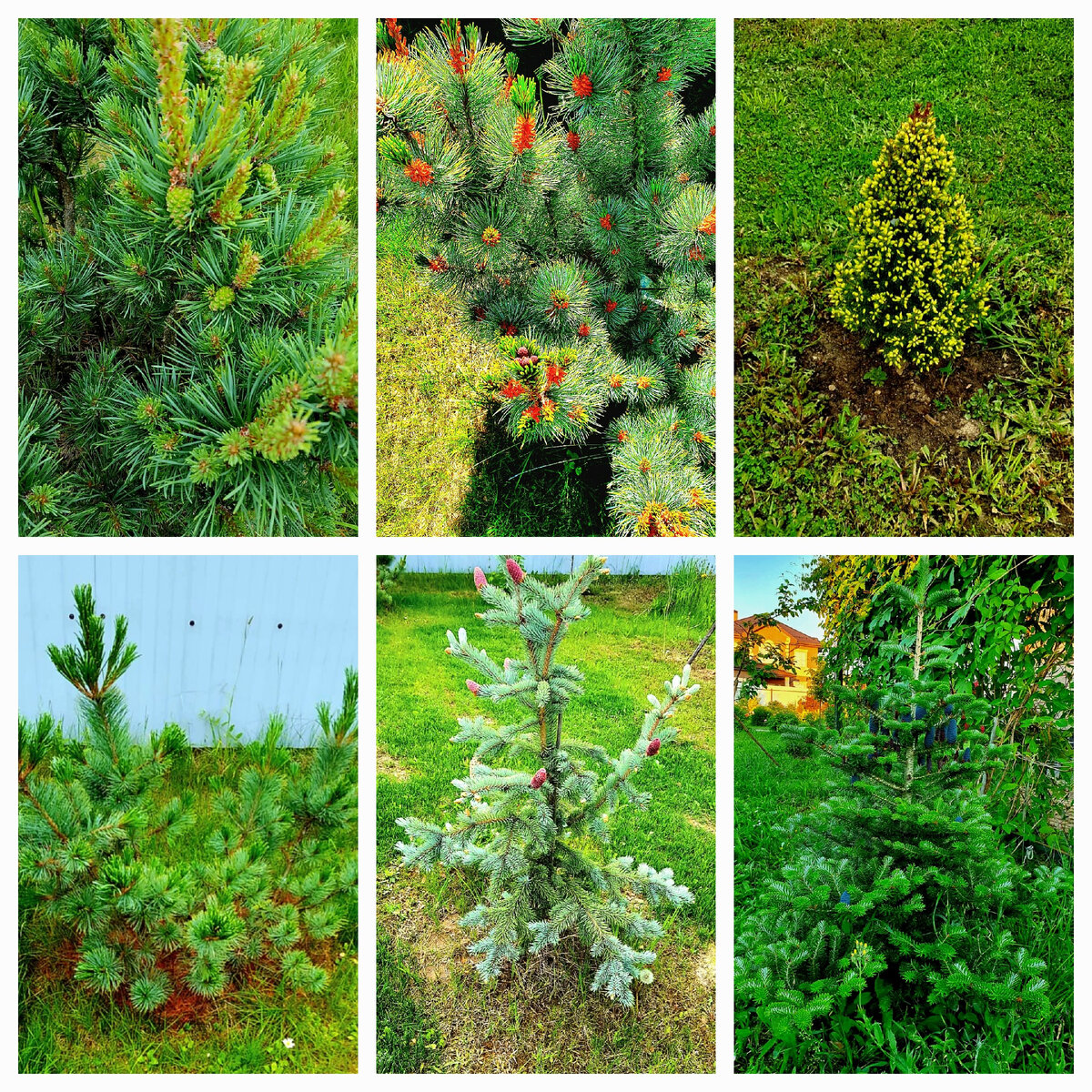 Хвойники в нашем саду... начало