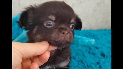 Imperial gold питомник. Питомник собак крым булли американский булли. Американский булли шоколадный триколор. Американские булли яна крым питомник. Nikola gold kennel.