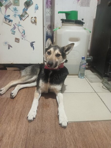 псы попадут текст. собачий рай мультфильм. псы попадут текст. все псы попадают в рай чарли и саша. чарли псы попадают в рай.