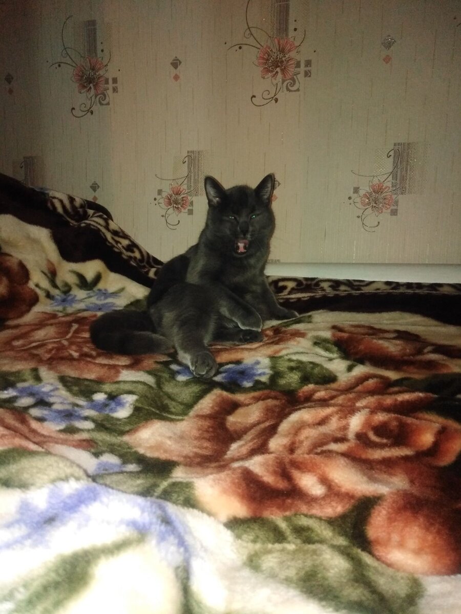 Моя вечерняя форточка.