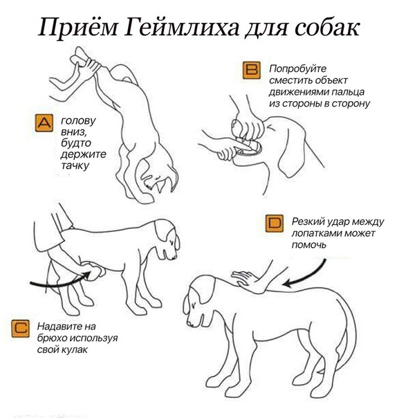 Что делать если у собаки идет