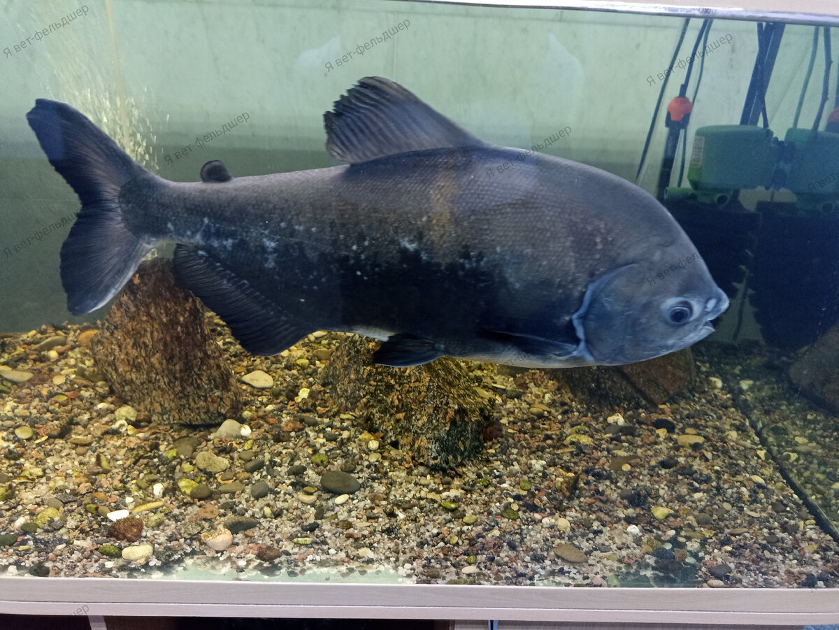 Фото автора.