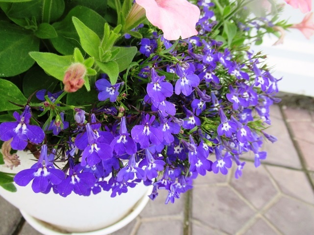 Как вырастить рассаду лобелии: знаю надежный способ, который меня никогда не подводит