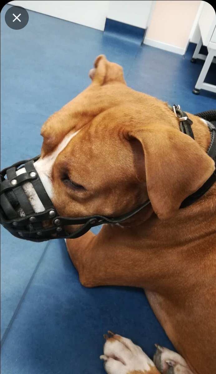 амстафф Ямир ветклинике 