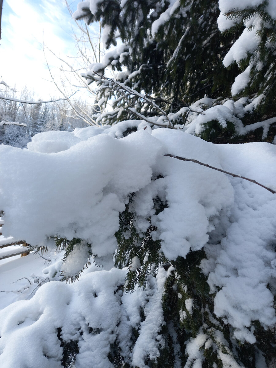 Зимние узоры. Константин бальмонт морозные узоры. Морозцы 4. Зимний лес в снегу. Зимние узоры.