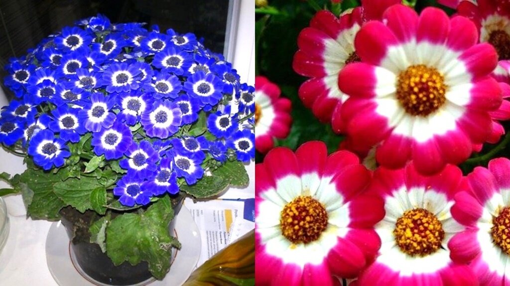 Радуга фото картинки. Яркие краски. Яркая девушка. Знаменитости с яркими волосами. Яркие обои.