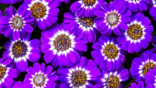 Супер-эффектный цветок с потрясающим цветением для сада и дома