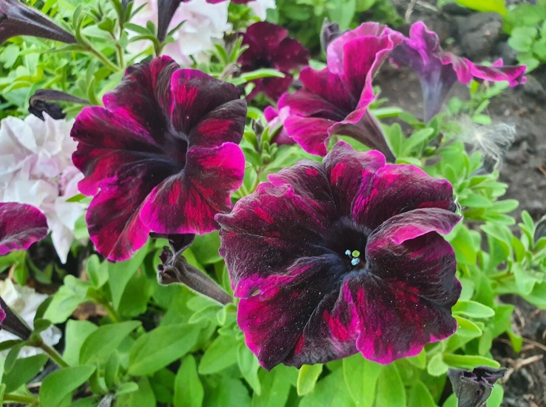 Каких только петуний в прошлом году я не выращивал