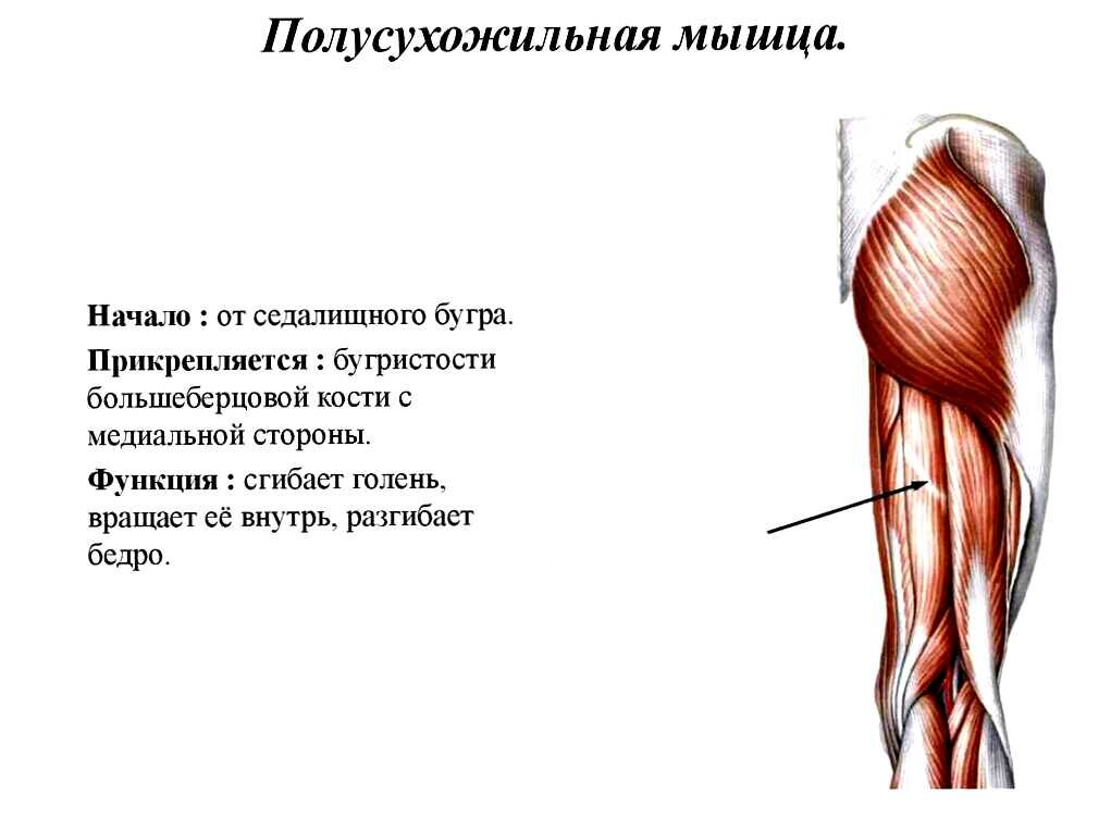 Прикрепление полусухожильной мышцы. Полуперепончатая мышца бедра функции. Полусухожильная мышца, m. semitendinosus. Двуглавая полусухожильная полуперепончатая мышца. Кровоснабжение полуперепончатой мышцы бедра.