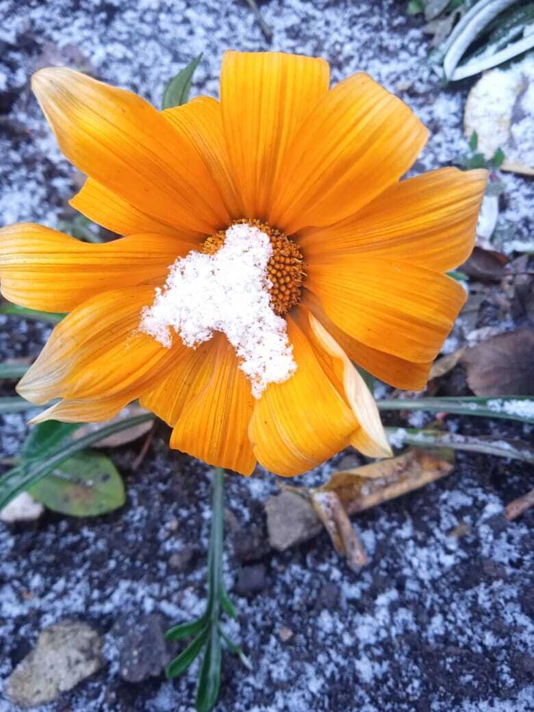 Тест с цветочками. Какие цветы любишь ответы. Йтетов по знаку зодиака. Игра матрешка. Цветочный тест.