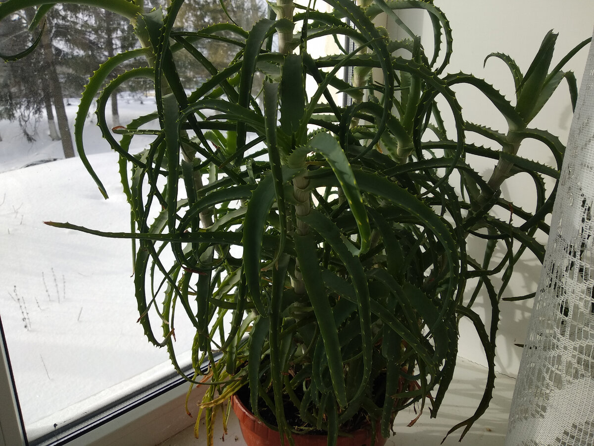 Алоэ Вера. Фото автора