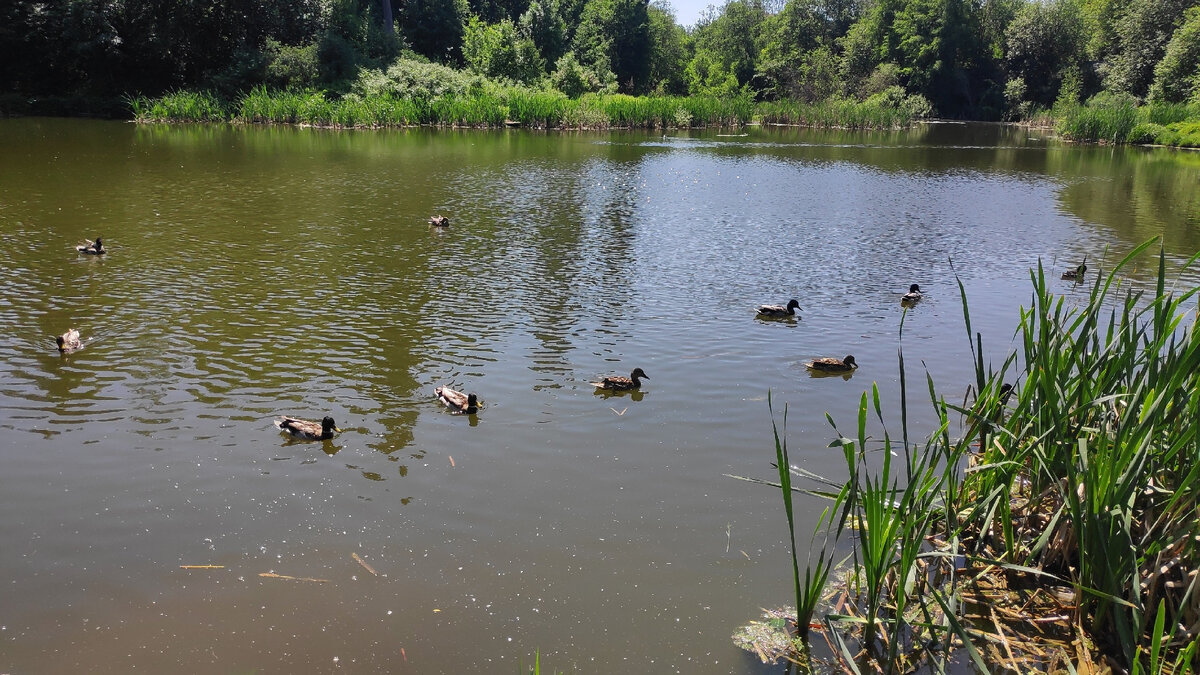 Черное озеро у Большой Ивы.