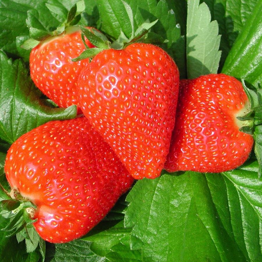 Клери. Азия и Мальвина выглядят так же. Фото из сети, свои не сохранила