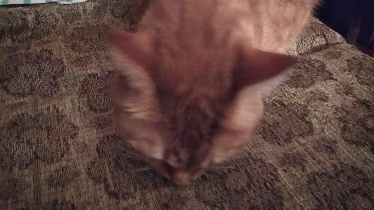 Семечки поедим. Семечки бабкины жареные 300гр. Семечки gold standard 250г. Семечки в кб. Семечки поедим.