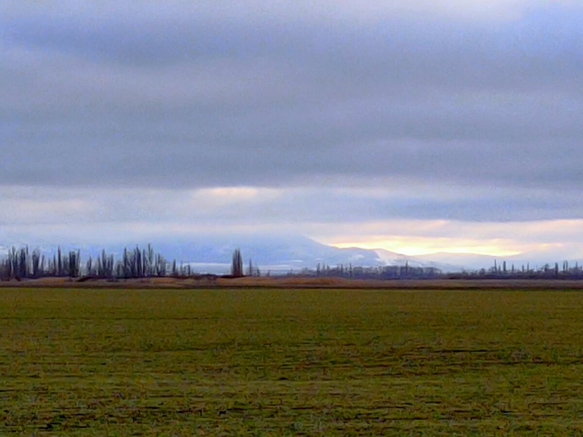Поле пшеницы:)