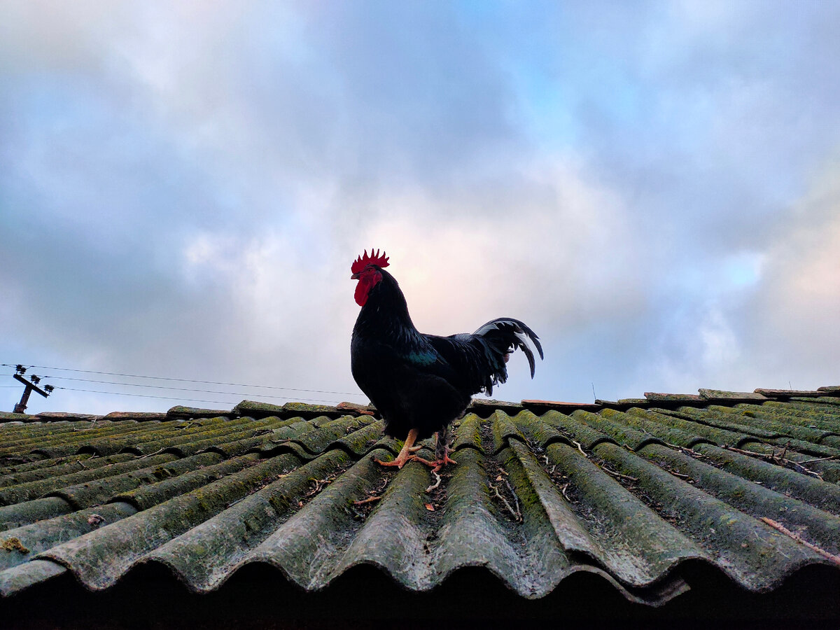 Петюня на крыше конюшни