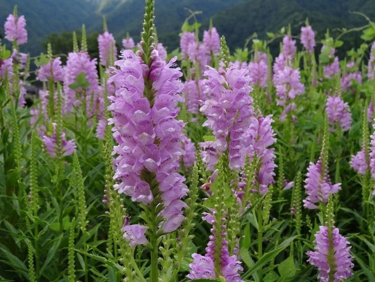 дача дзен каналы. дача дзен каналы. дача дзен каналы. дача дзен каналы. "сады дзен шунмио масуно".