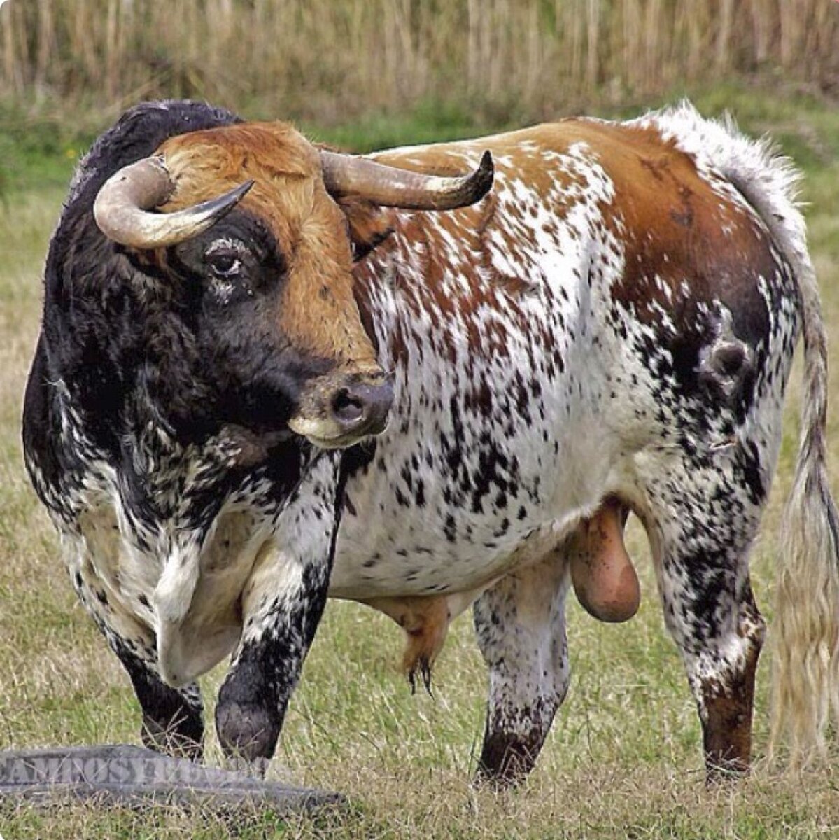 Мир животных